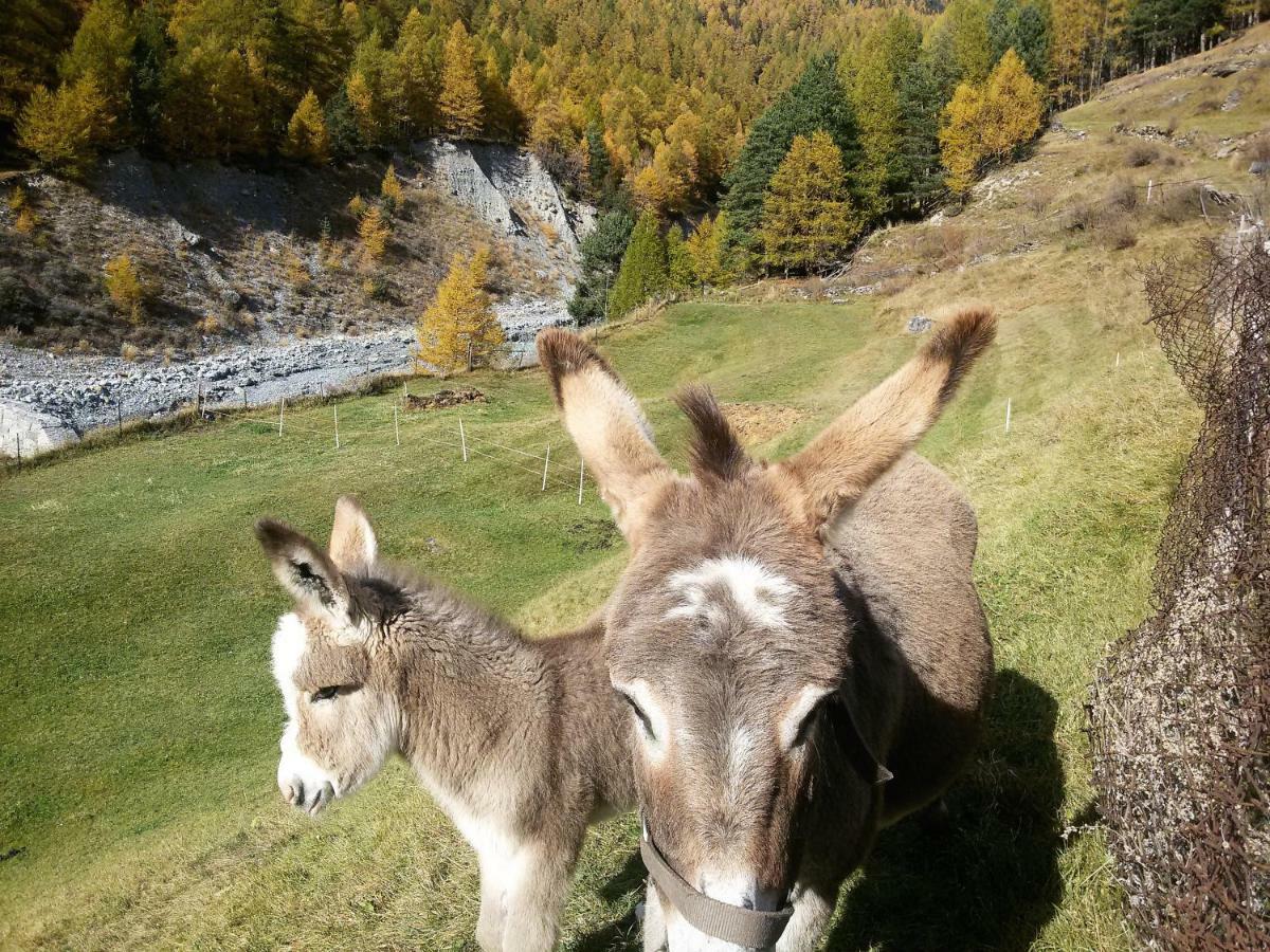 Casa Zebrusius - Zebrusius'S App Daire Valfurva Dış mekan fotoğraf